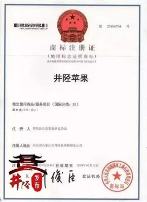 水果愛好者的福音 國家地理標志產品“井陘蘋果”上市，代理代辦全面啟動